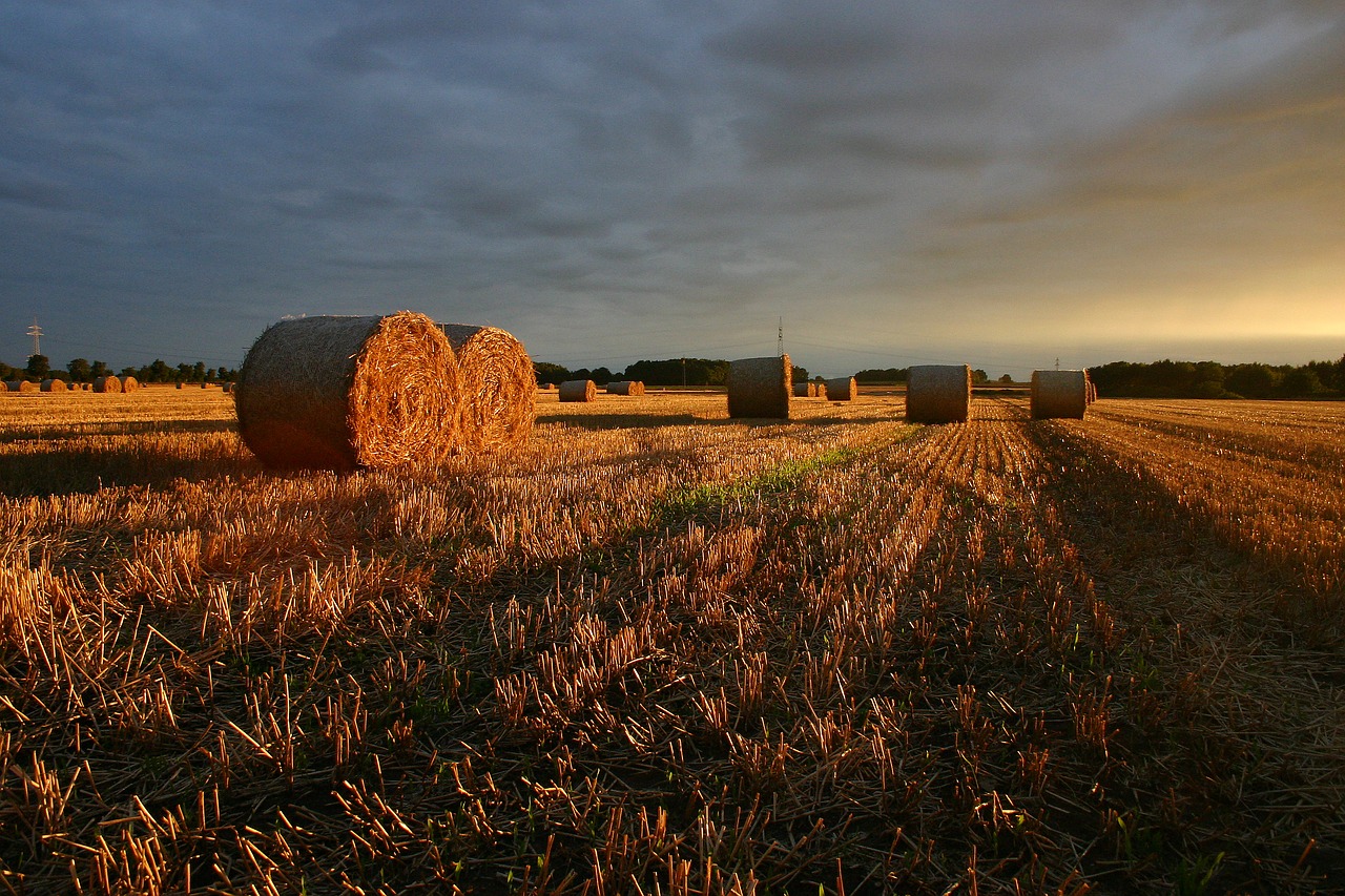 summer straw field free photo