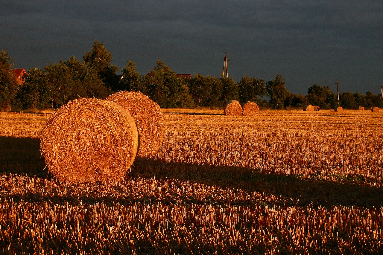summer straw field free photo