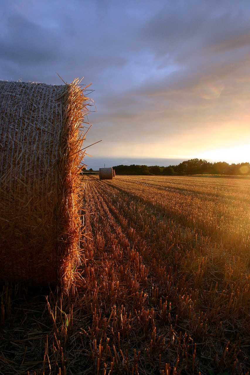 summer straw field free photo