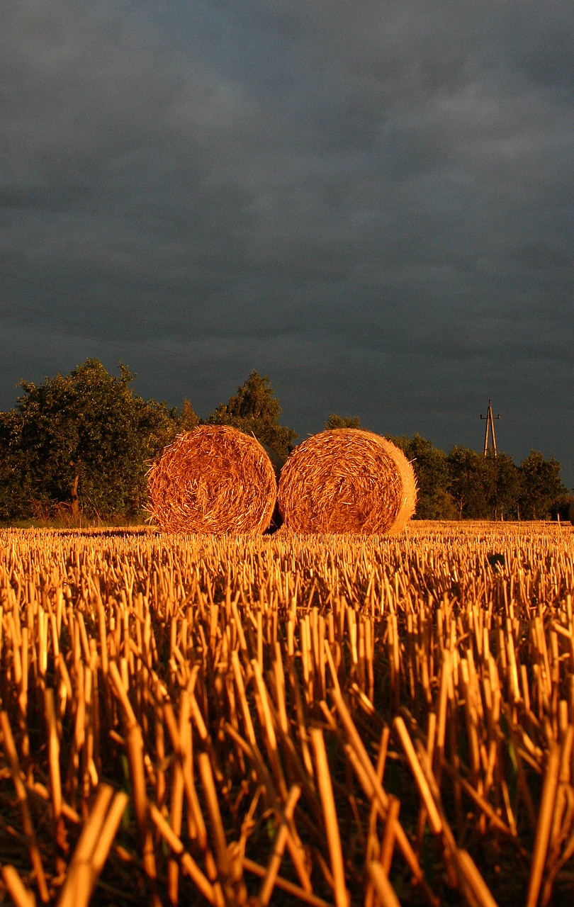 summer straw field free photo