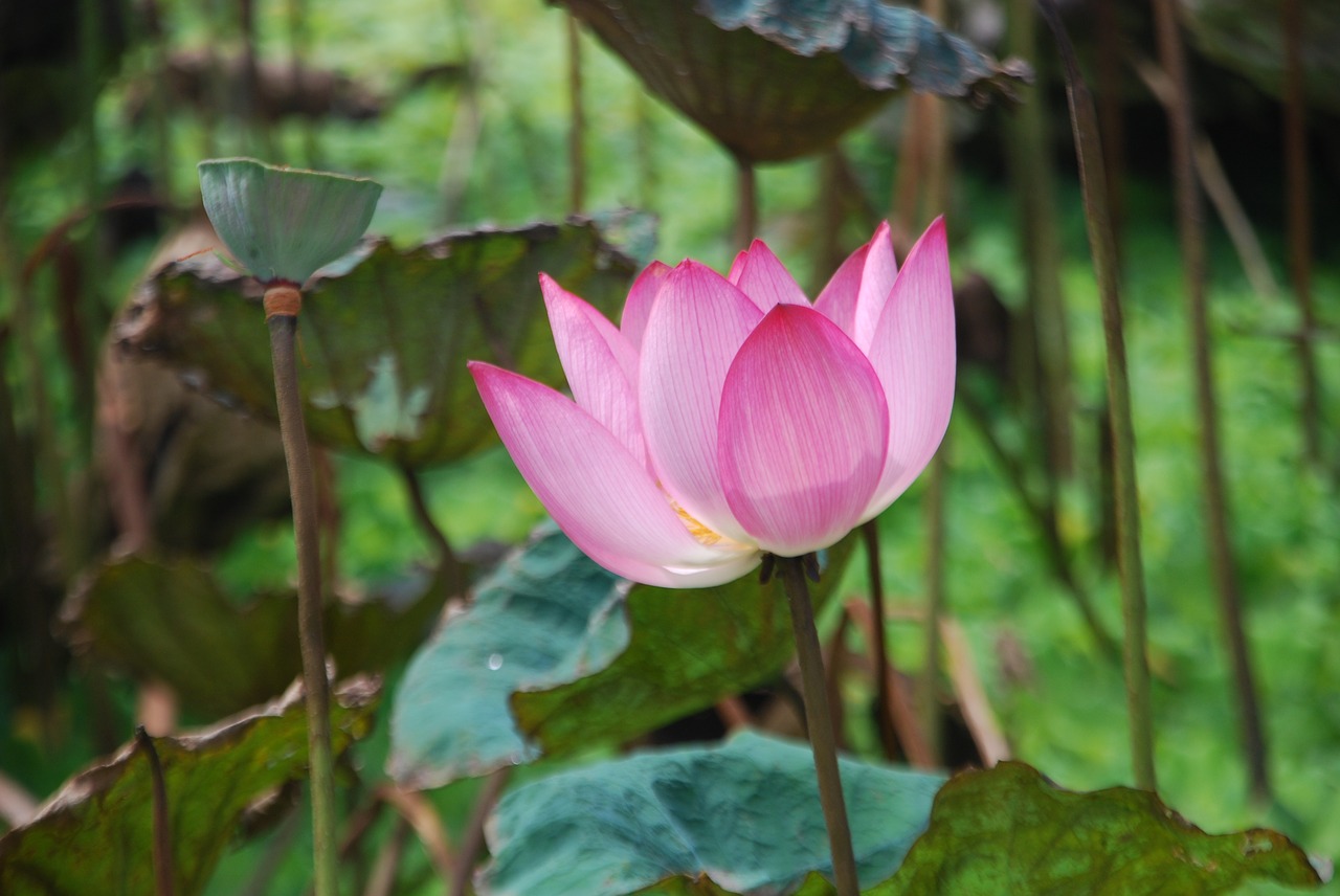 eructate end of season lotus free photo