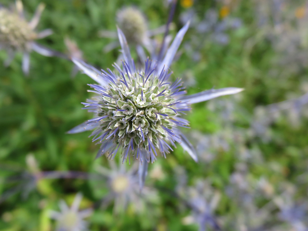 eryngium bloom flower free photo