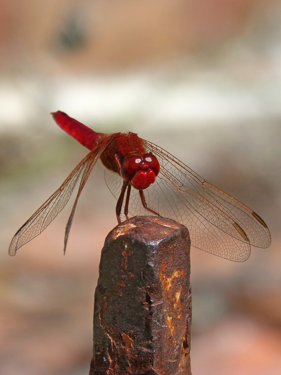 erythraea crocothemis red dragonfly raft free photo