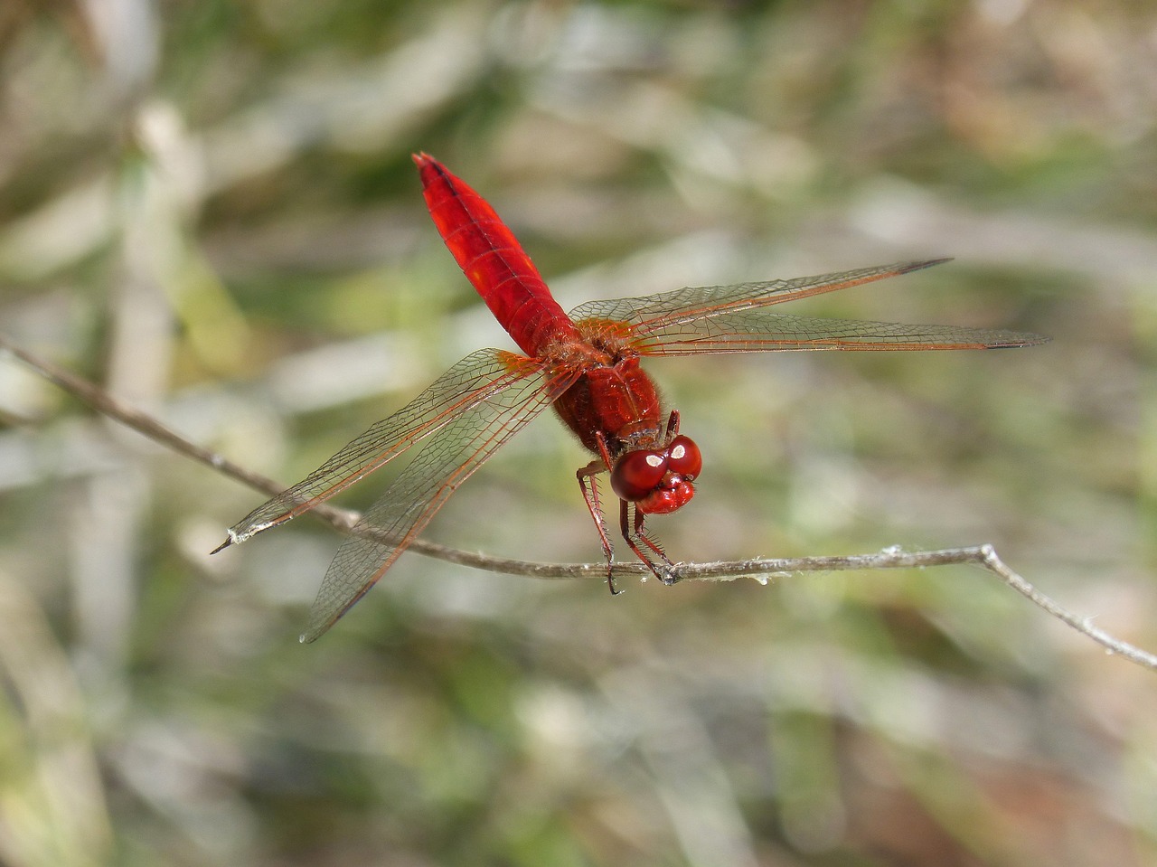 erythraea crocothemis red dragonfly branch free photo