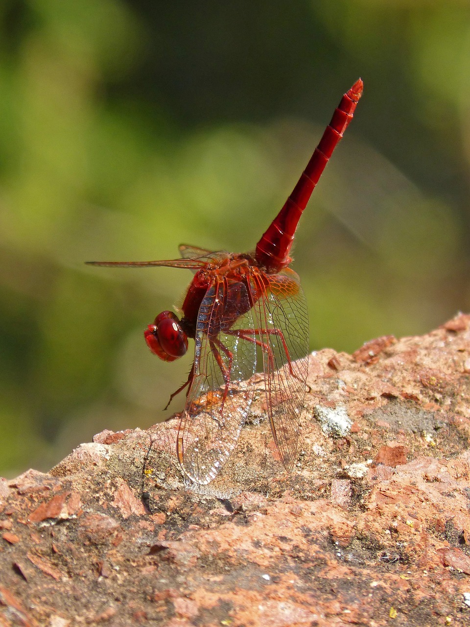 erythraea crocothemis red dragonfly raft free photo