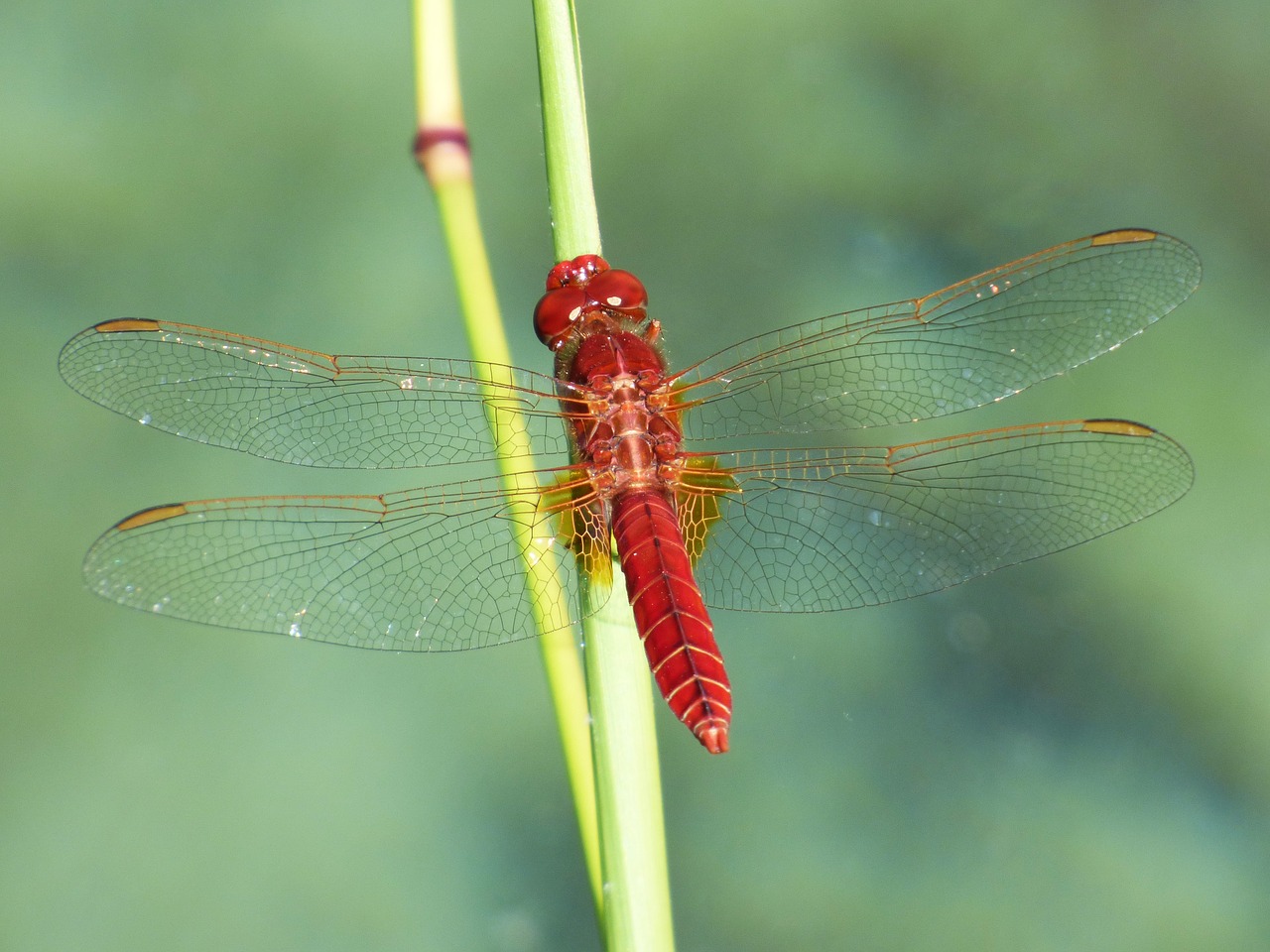 erythraea crocothemis red dragonfly wetland free photo
