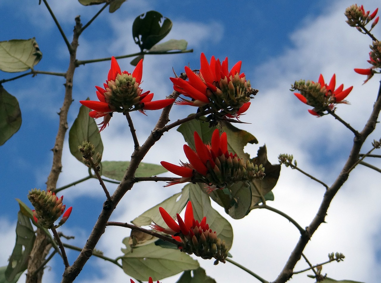 erythrina indica flower scarlet free photo