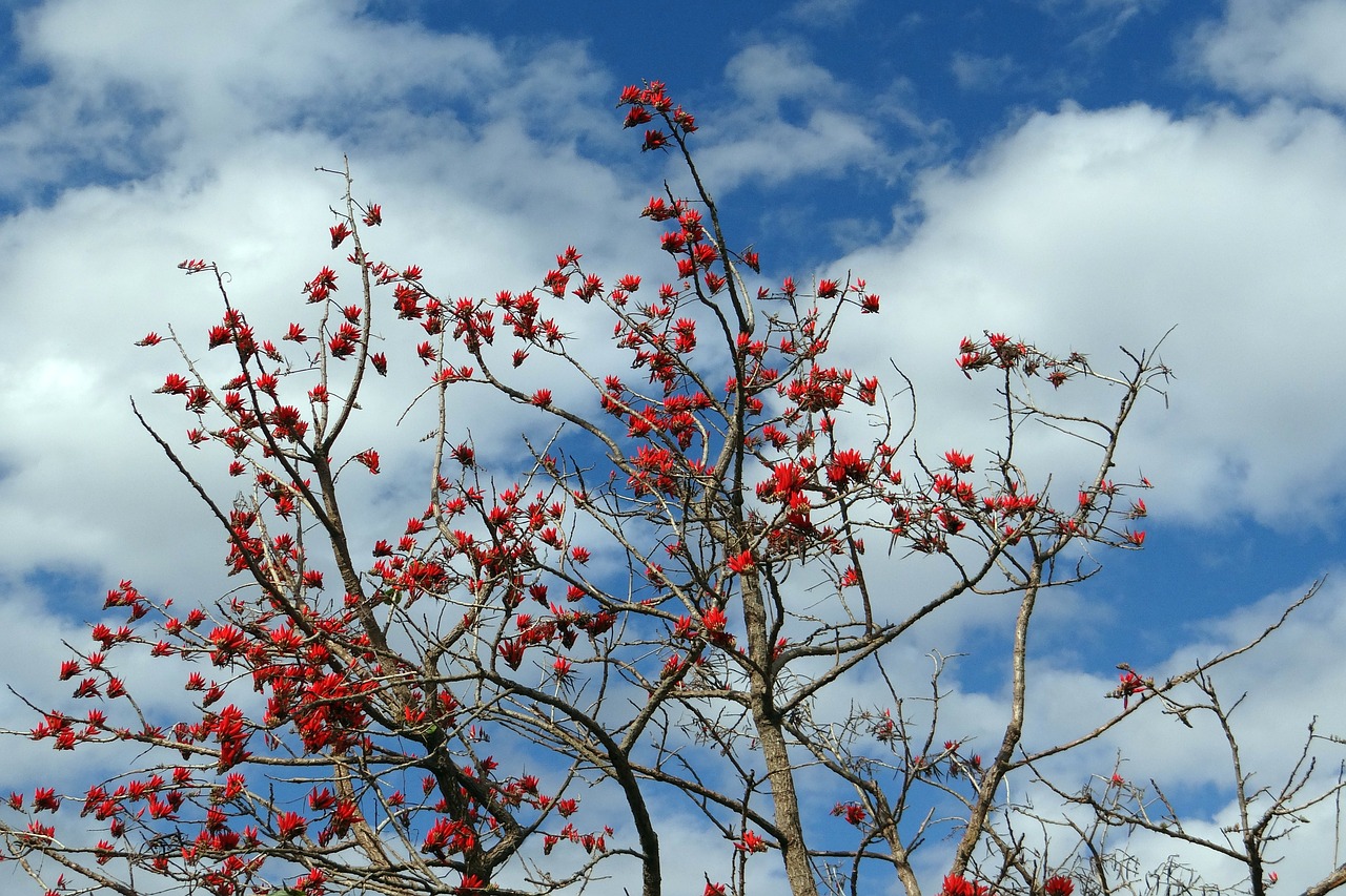 erythrina indica coral tree sunshine tree free photo