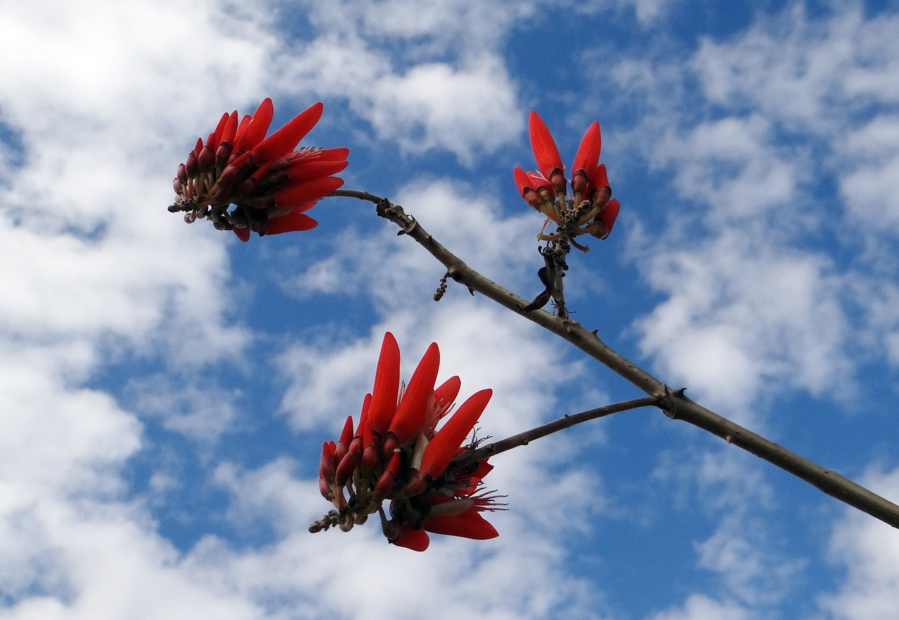 erythrina indica scarlet flower free photo