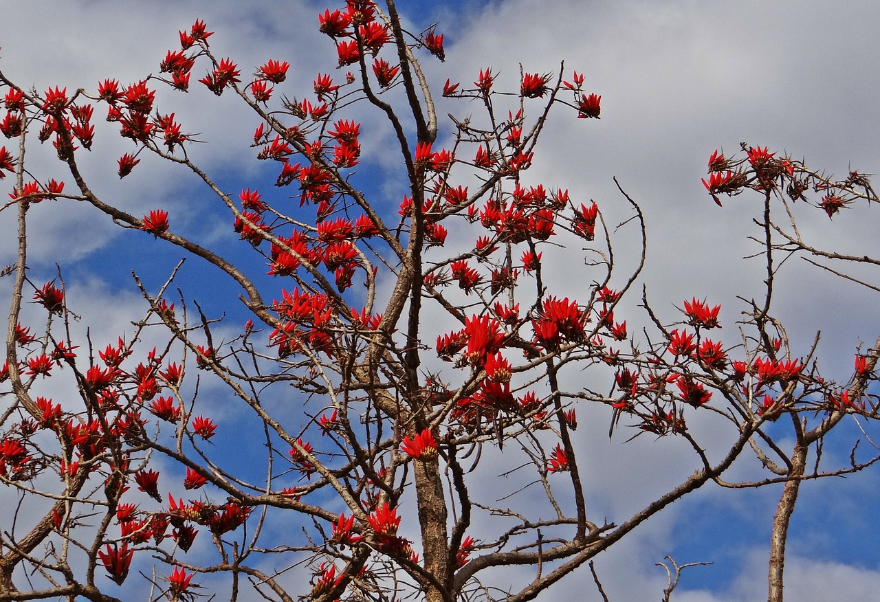 erythrina indica coral tree scarlet free photo