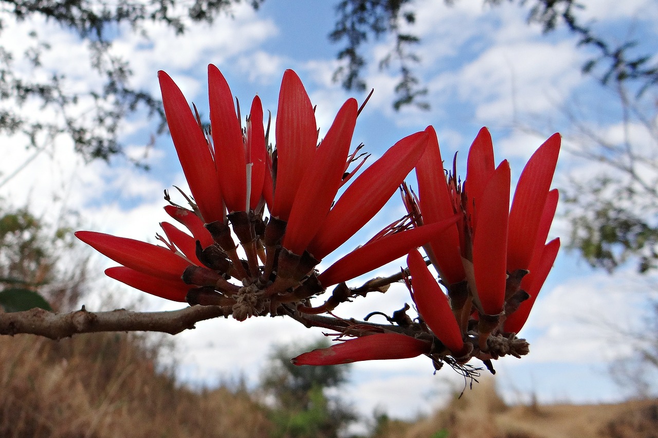 erythrina-indica flower coral tree free photo