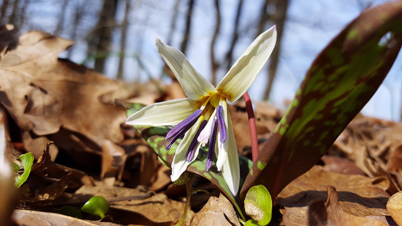 erythronium dens canis dog's tooth violet dogtooth violet free photo