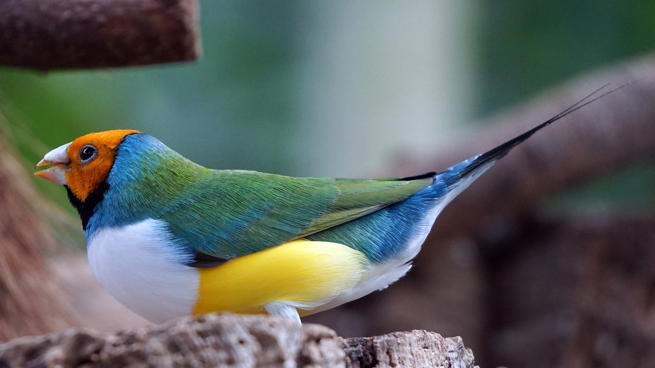 erytrura gouldiae gouldian free photo