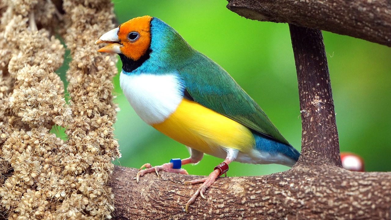 erytrura gouldiae gouldian free photo