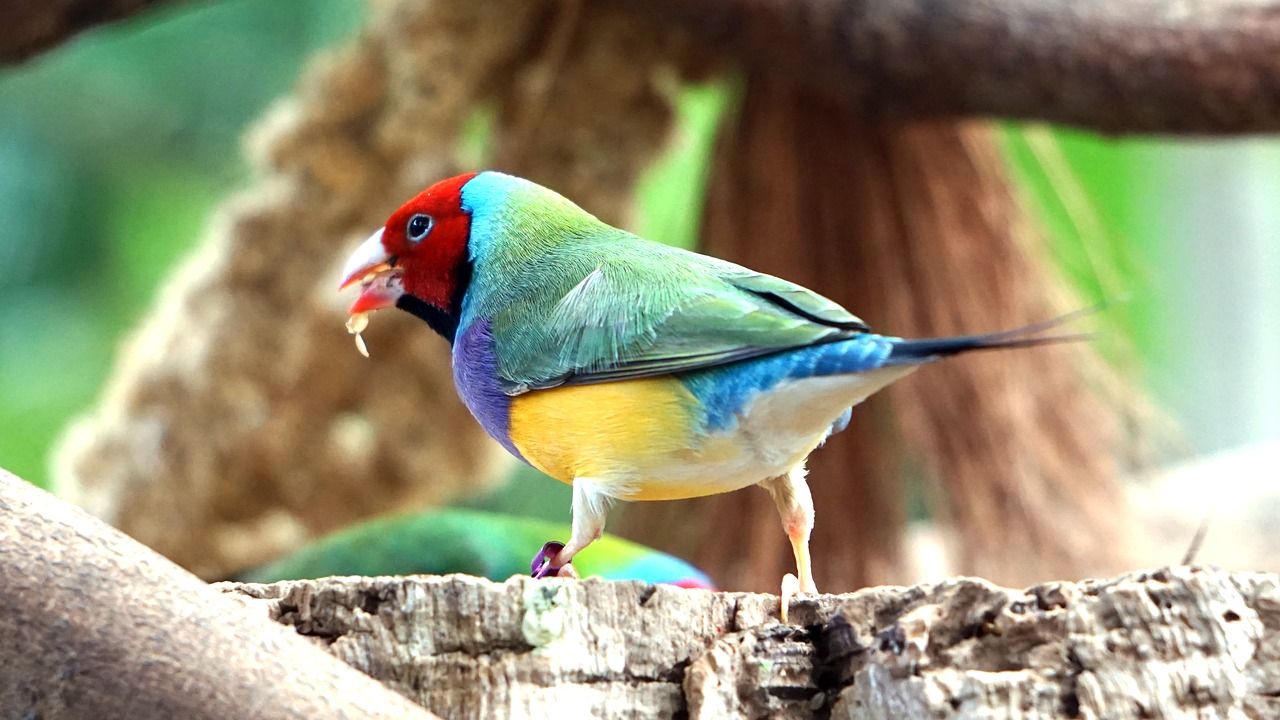 erytrura gouldiae gouldian free photo