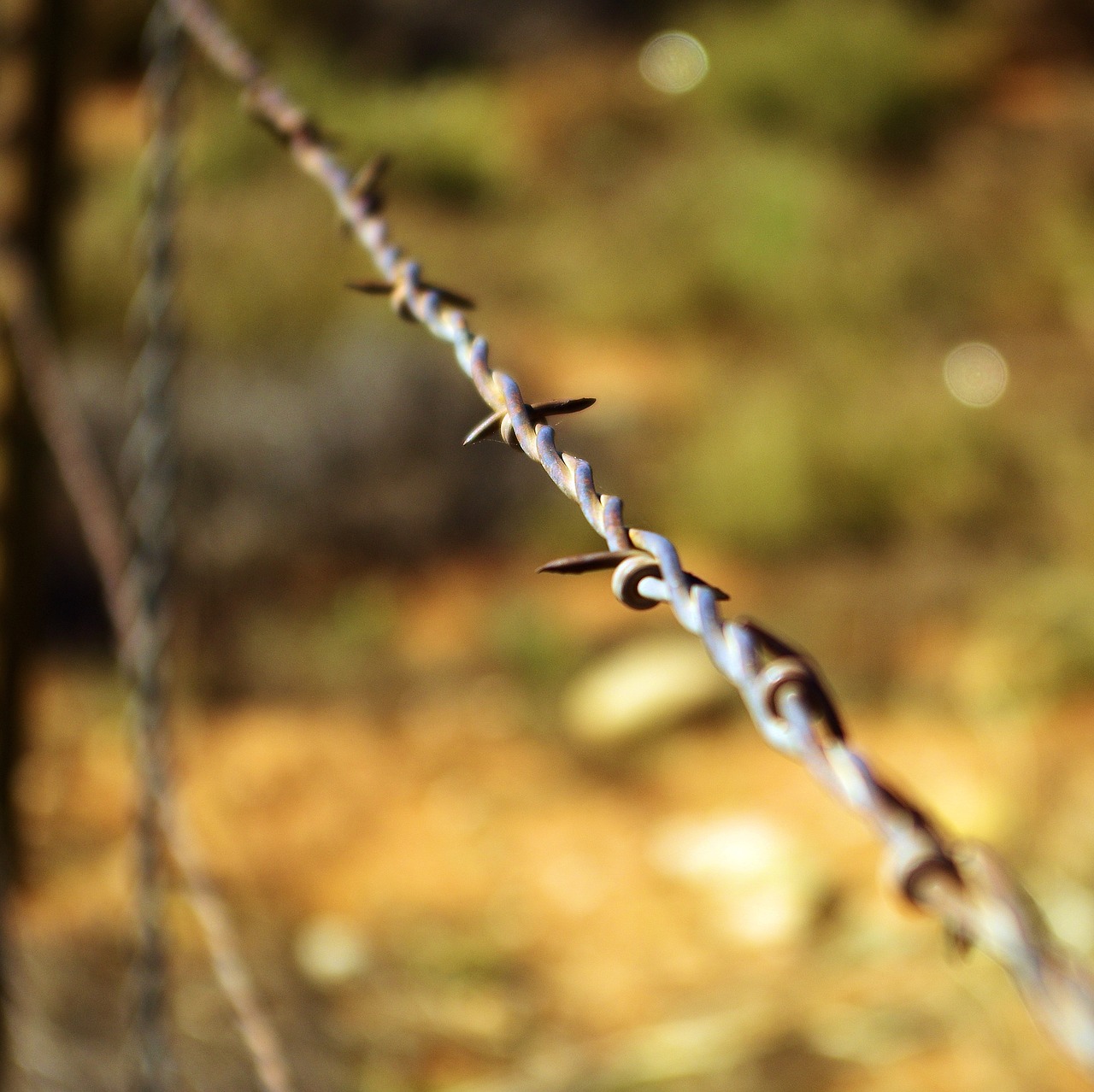 escalante barbed wire  barbed  wire free photo