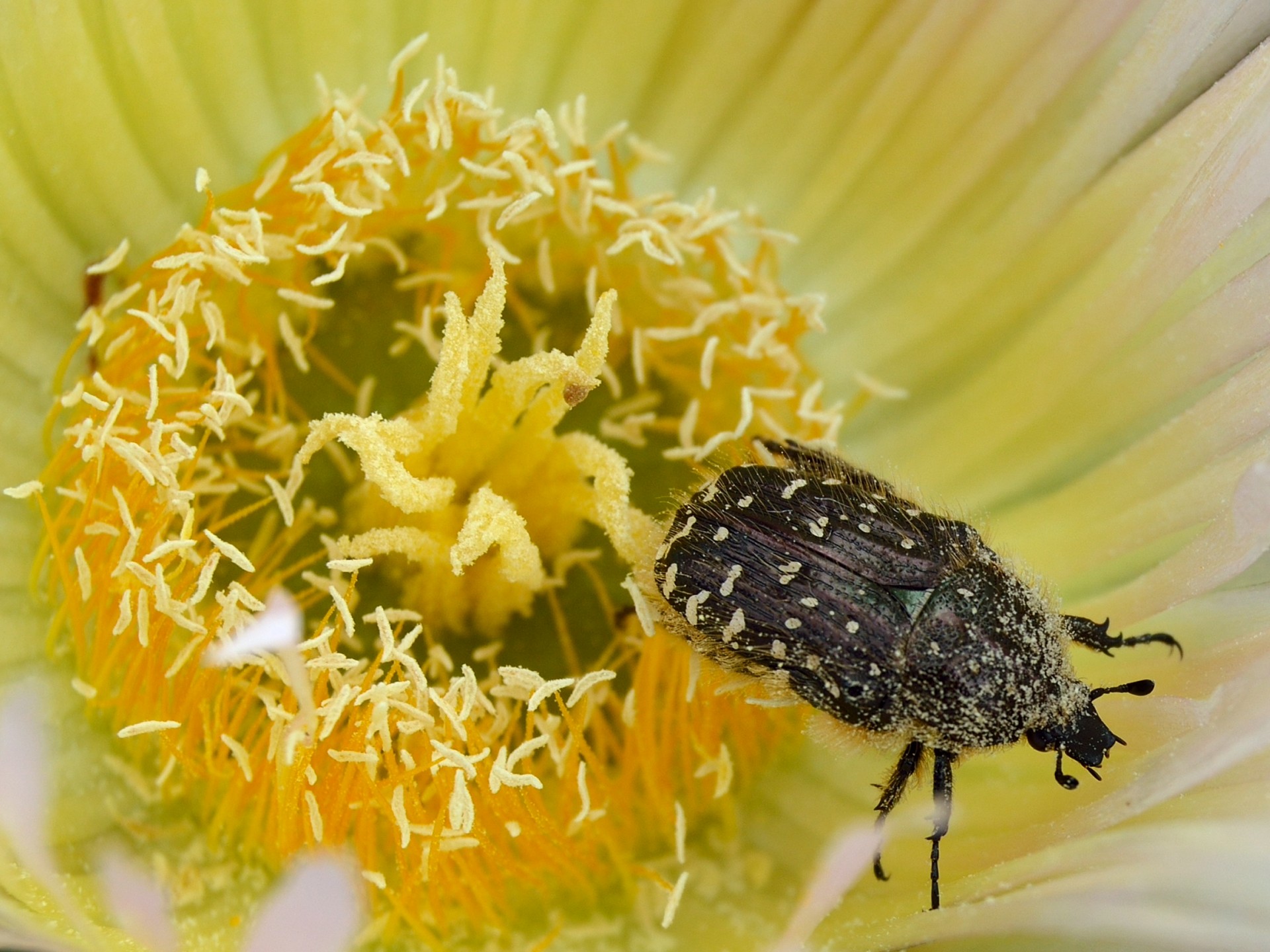 escarabello beetle flower free photo