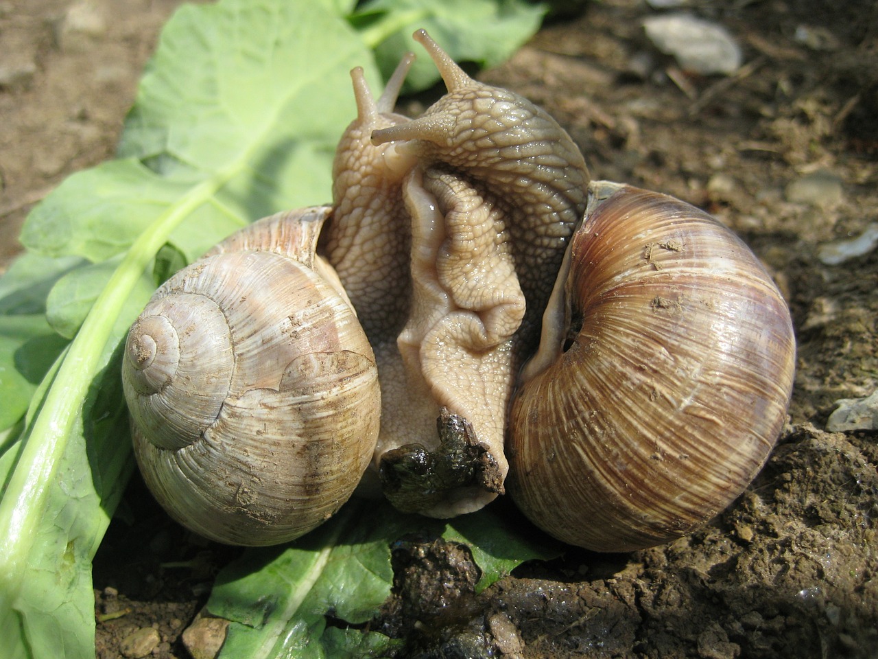 escargots snail pairing free photo