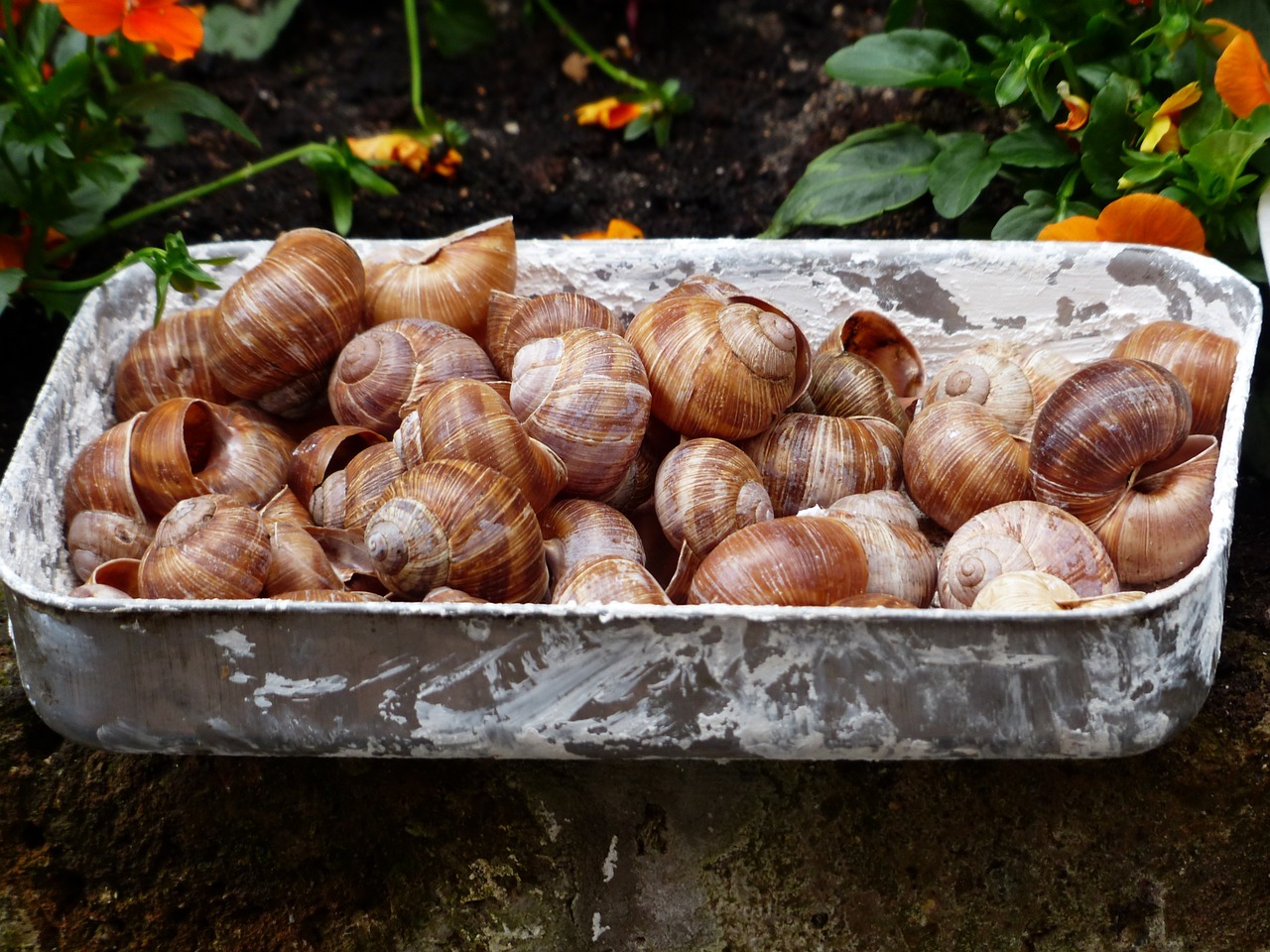 escargots snails collection free photo