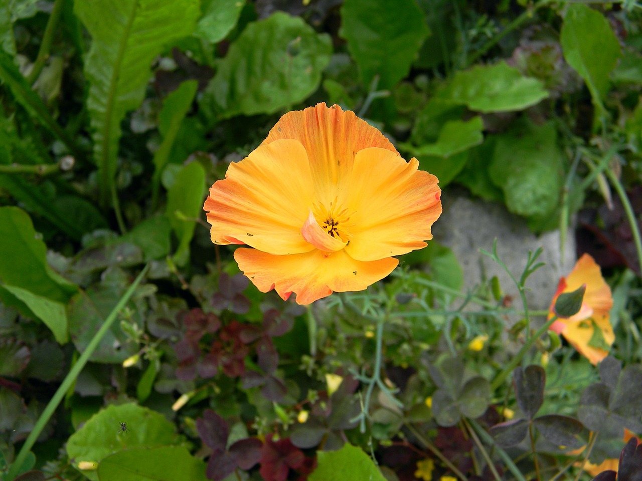 eschscholzia california poppy mack free photo