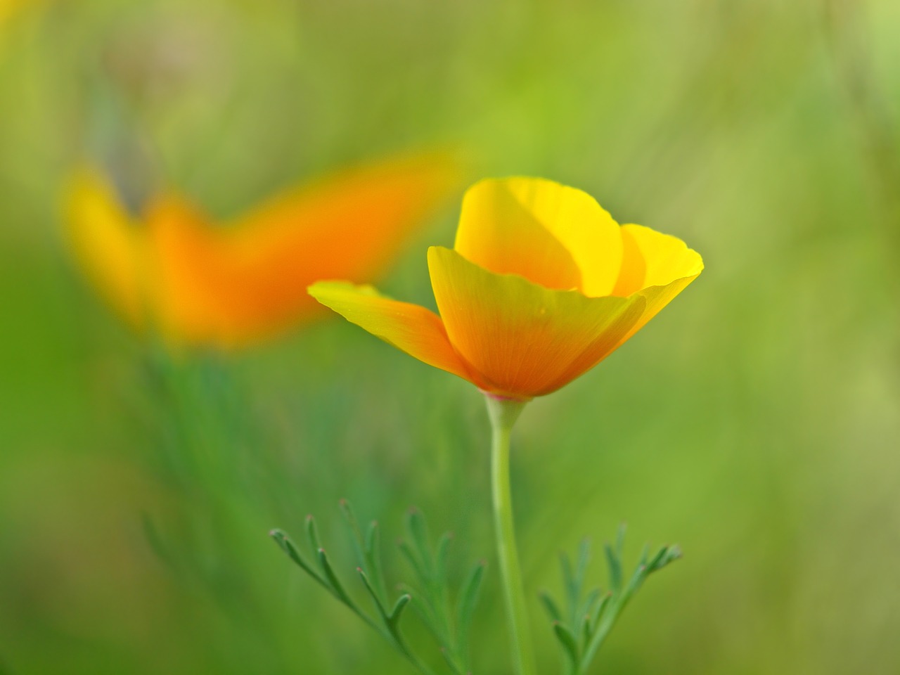 eschscholzia californica poppy flower yellow free photo