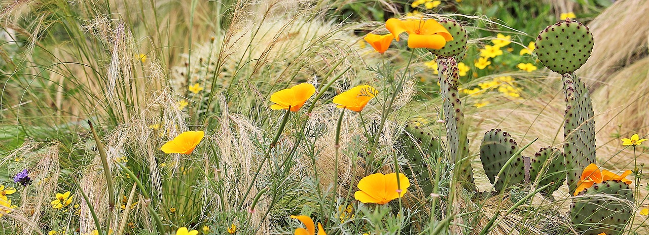 eschscholzia californica gold poppy sleepy free photo