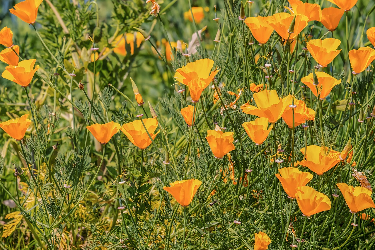 eschscholzia californica  gold poppy  papaveraceae free photo