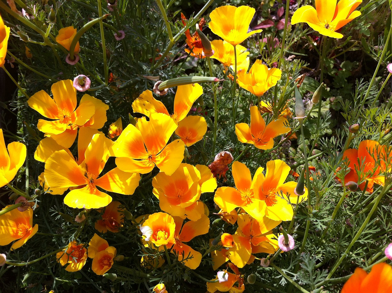 eschscholzia californica flowers yellow free photo
