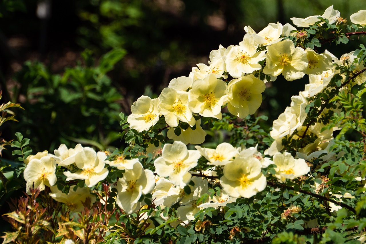 escimo rose  flower  spring free photo