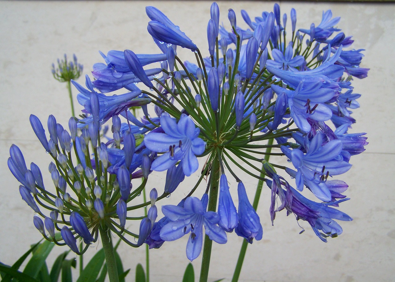 esőcseppes clivia blue flower flower garden free photo