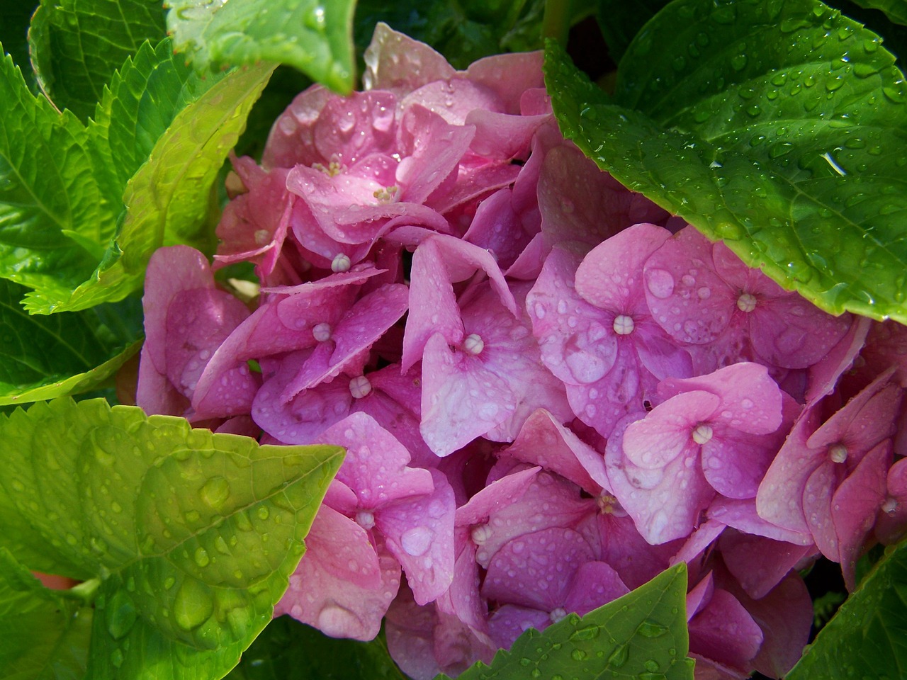 esőcseppes hydrangeas pink summer flower garden free photo