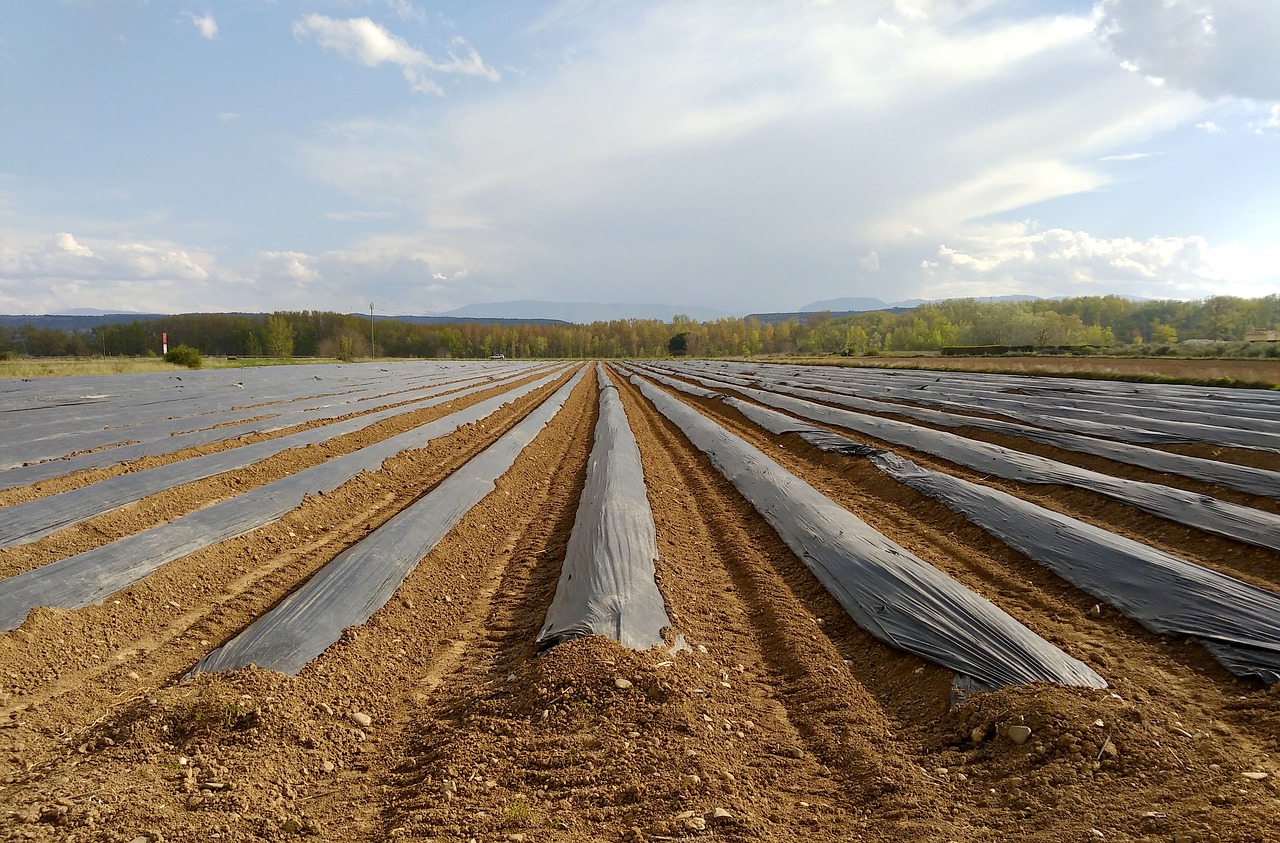 esparragueras asparagus cultivation free photo