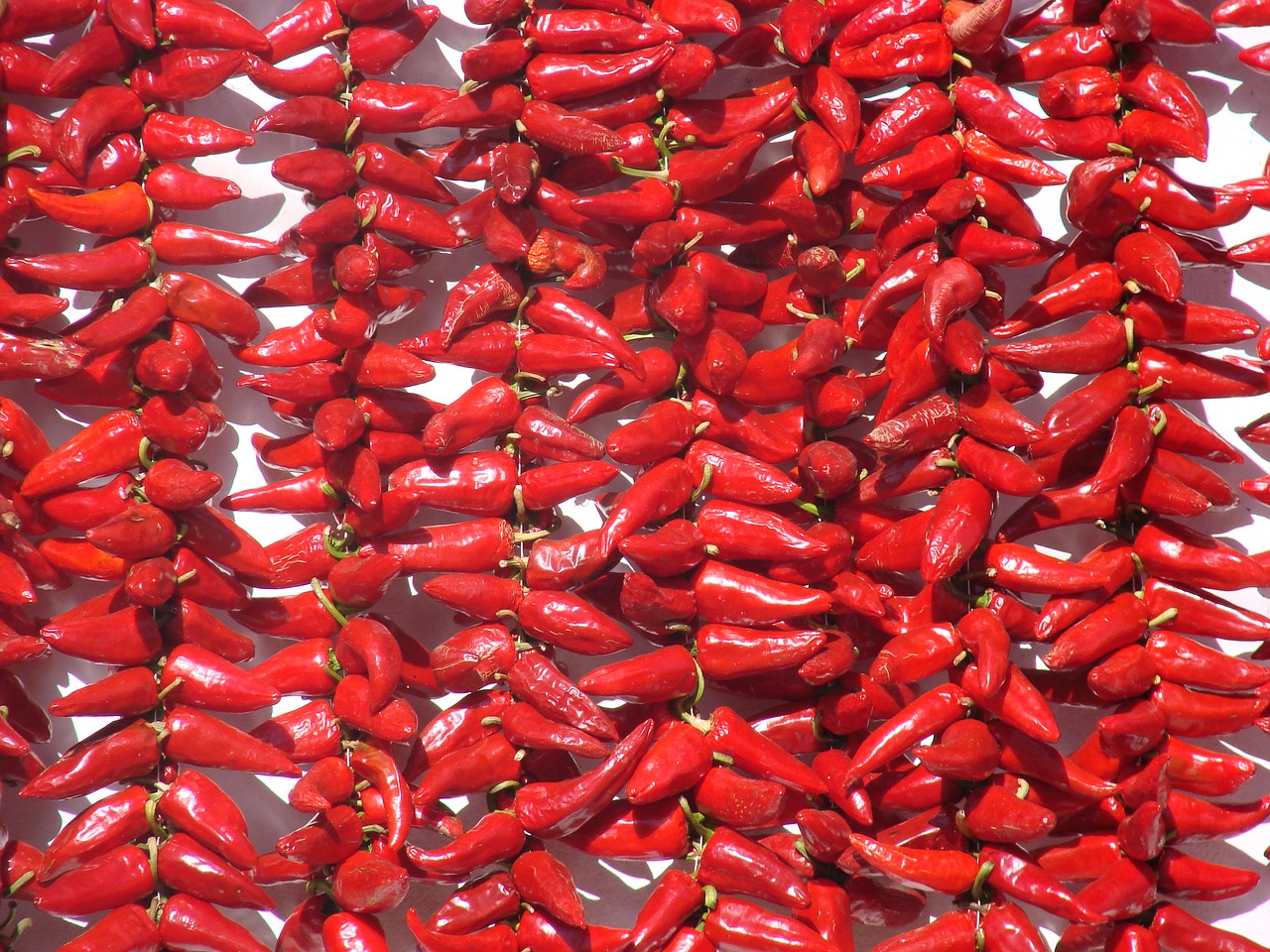 espelette basque country chili pepper free photo