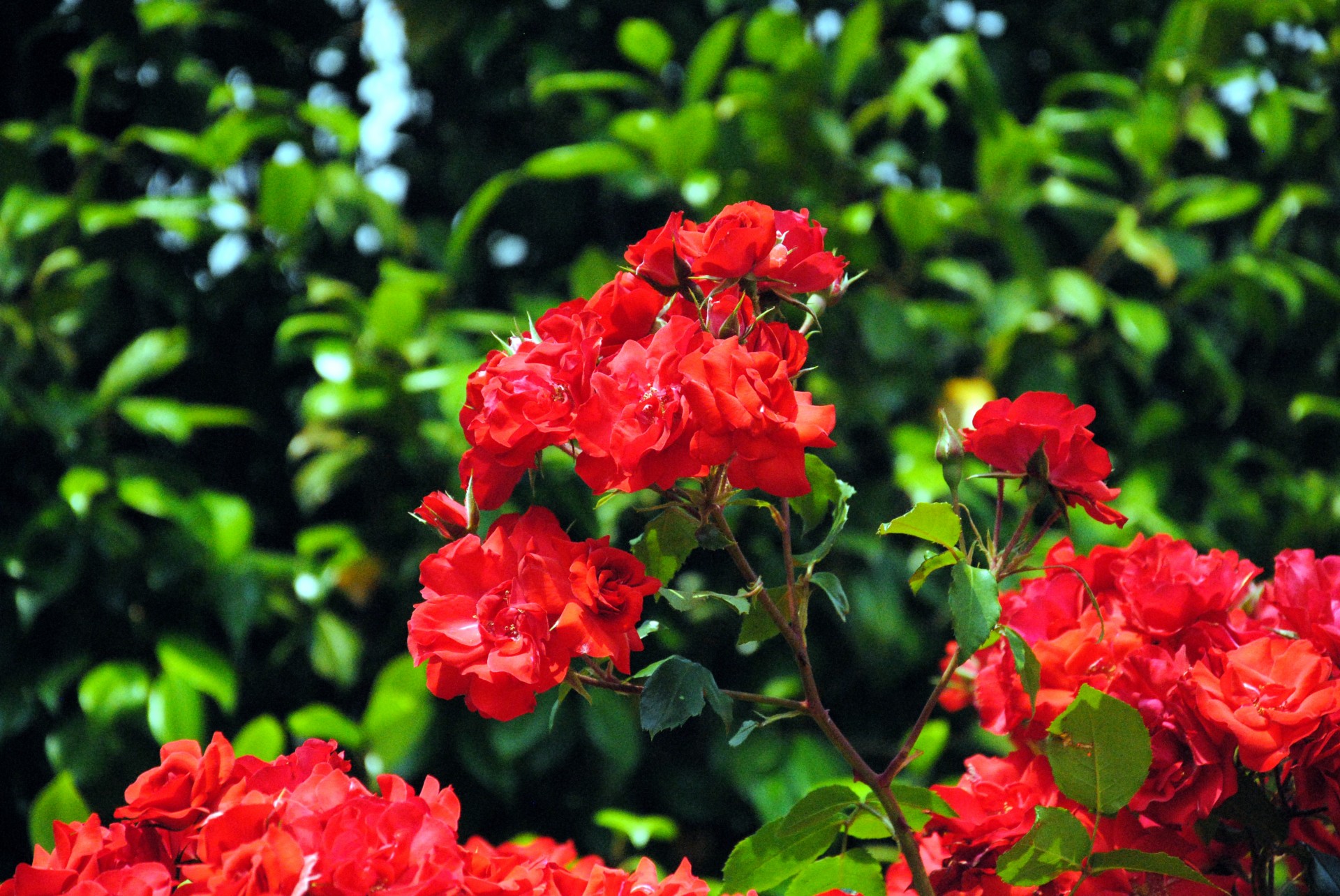 flower red plant free photo