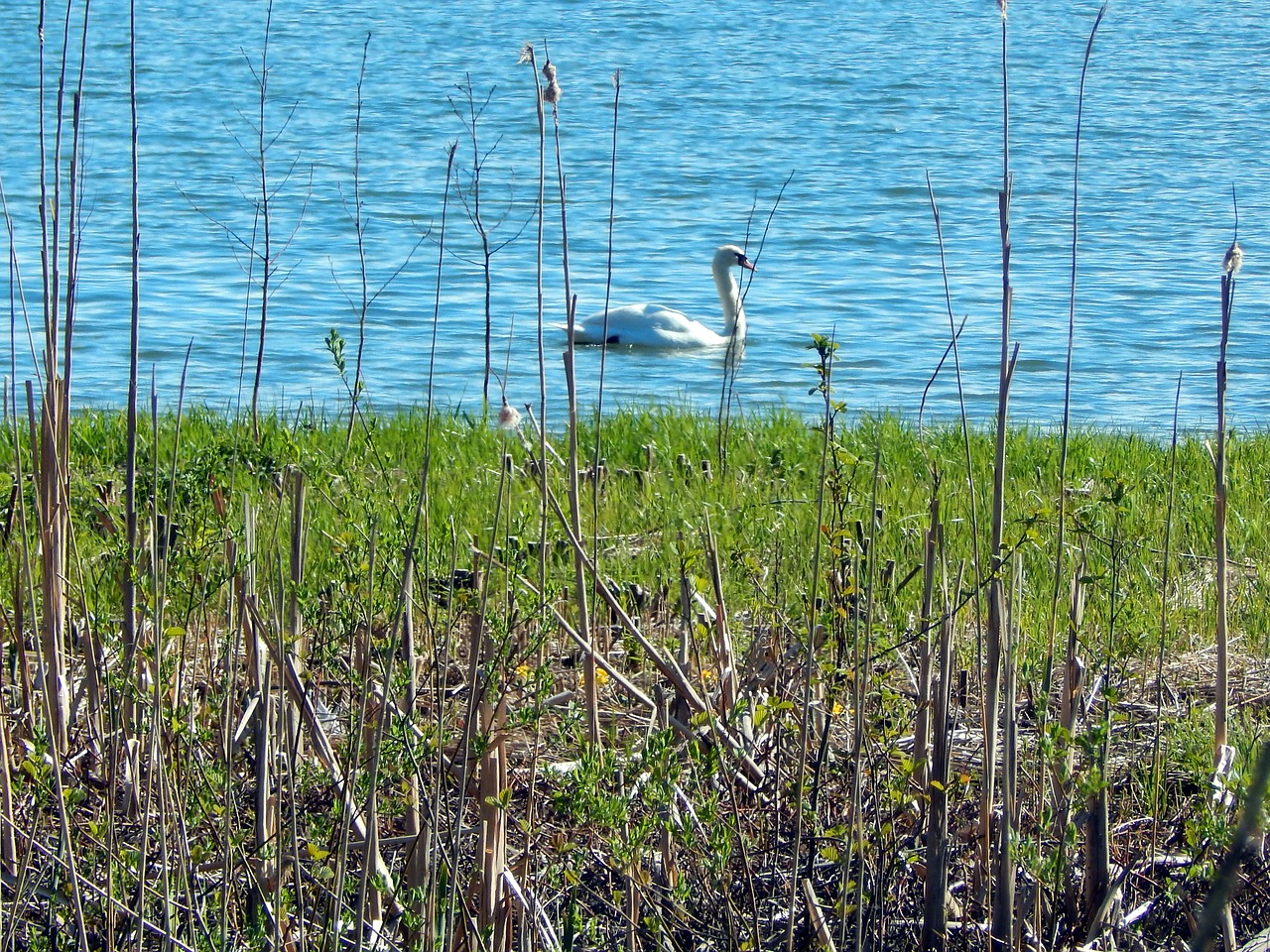 espoo swan bird free photo