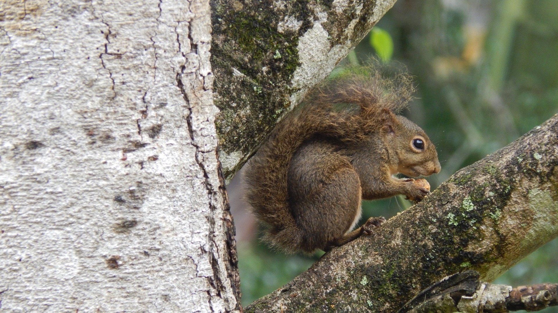 squirrel animal squirrel free photo