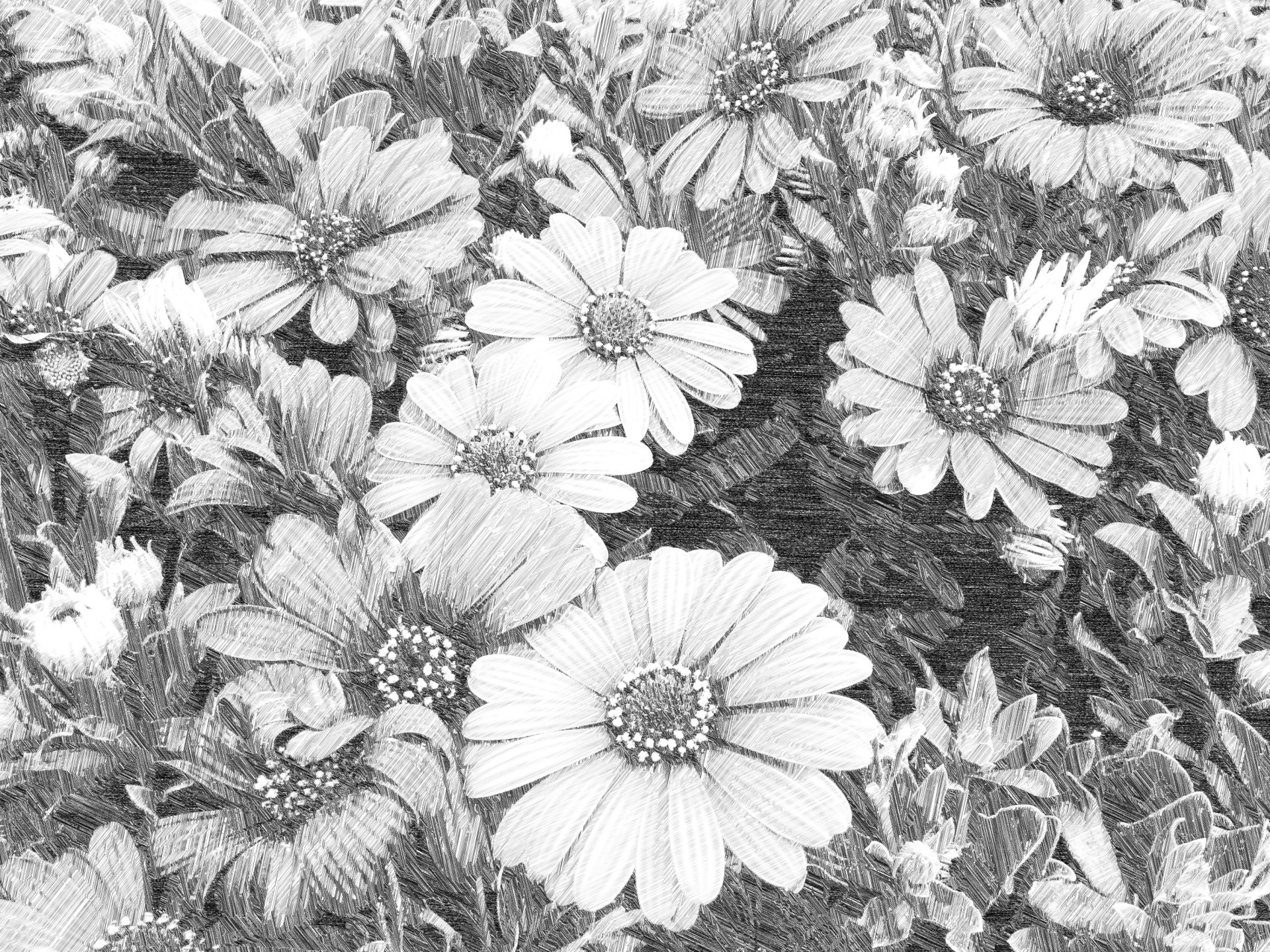 sketch flower drawing free photo