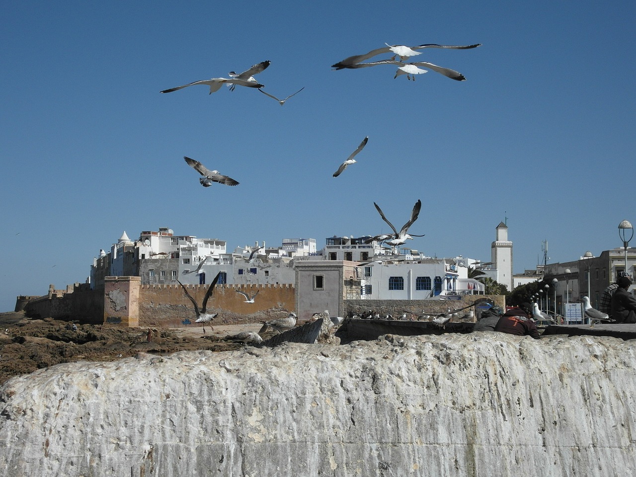 essaouira morocco coast free photo