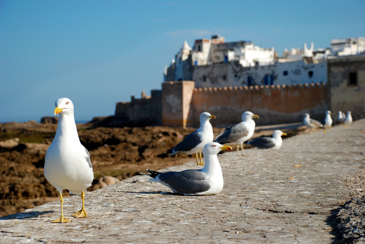 essaouira morocco africa free photo