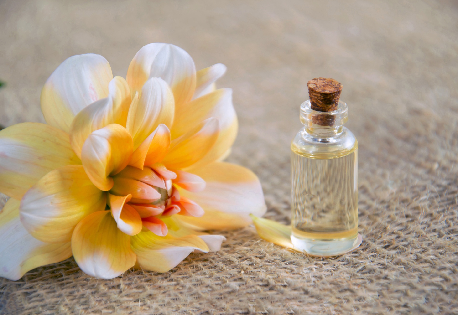 aromatherapy cosmetic oil essential oil free photo