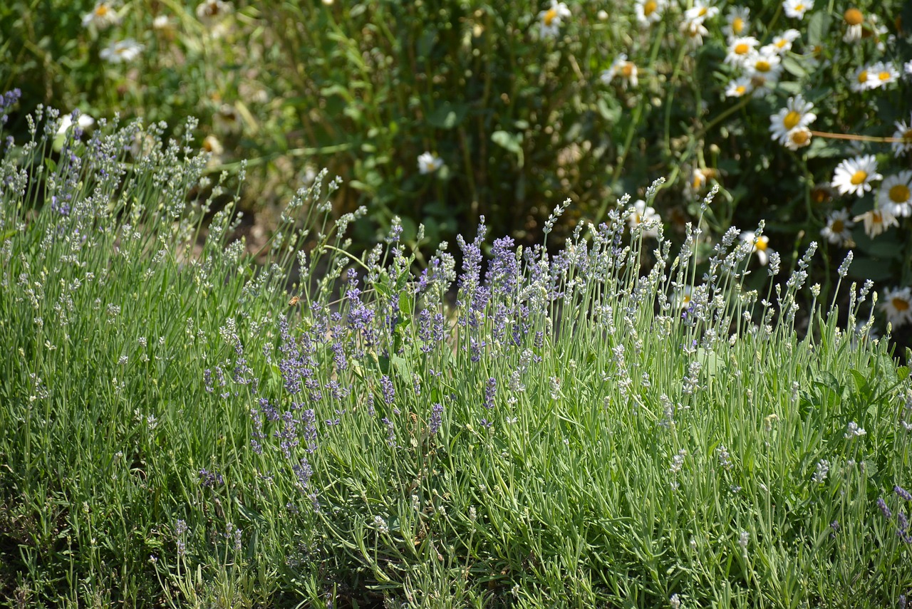 essential oils lavender farm free photo