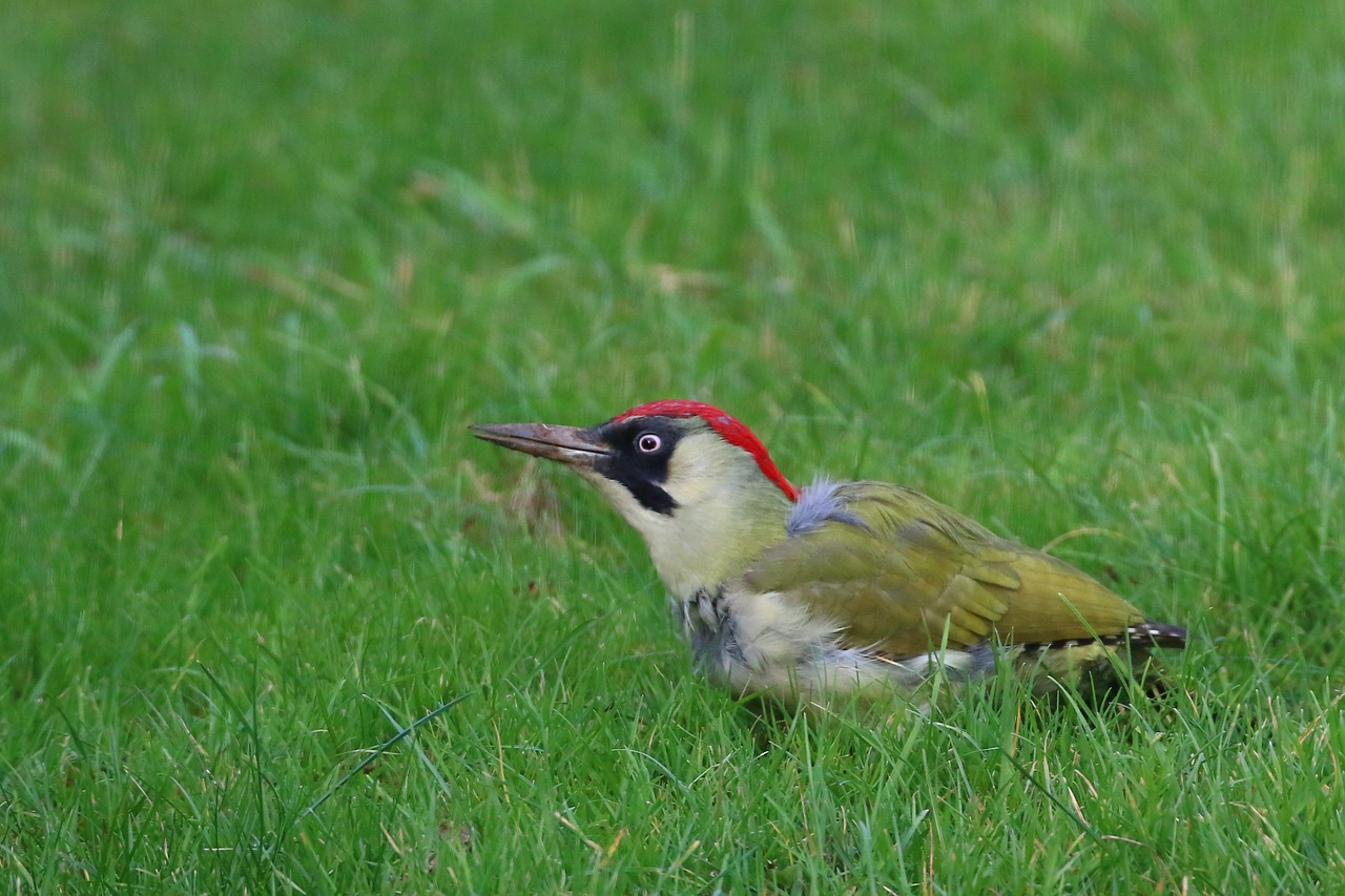 essex  bird  green woodpecker free photo