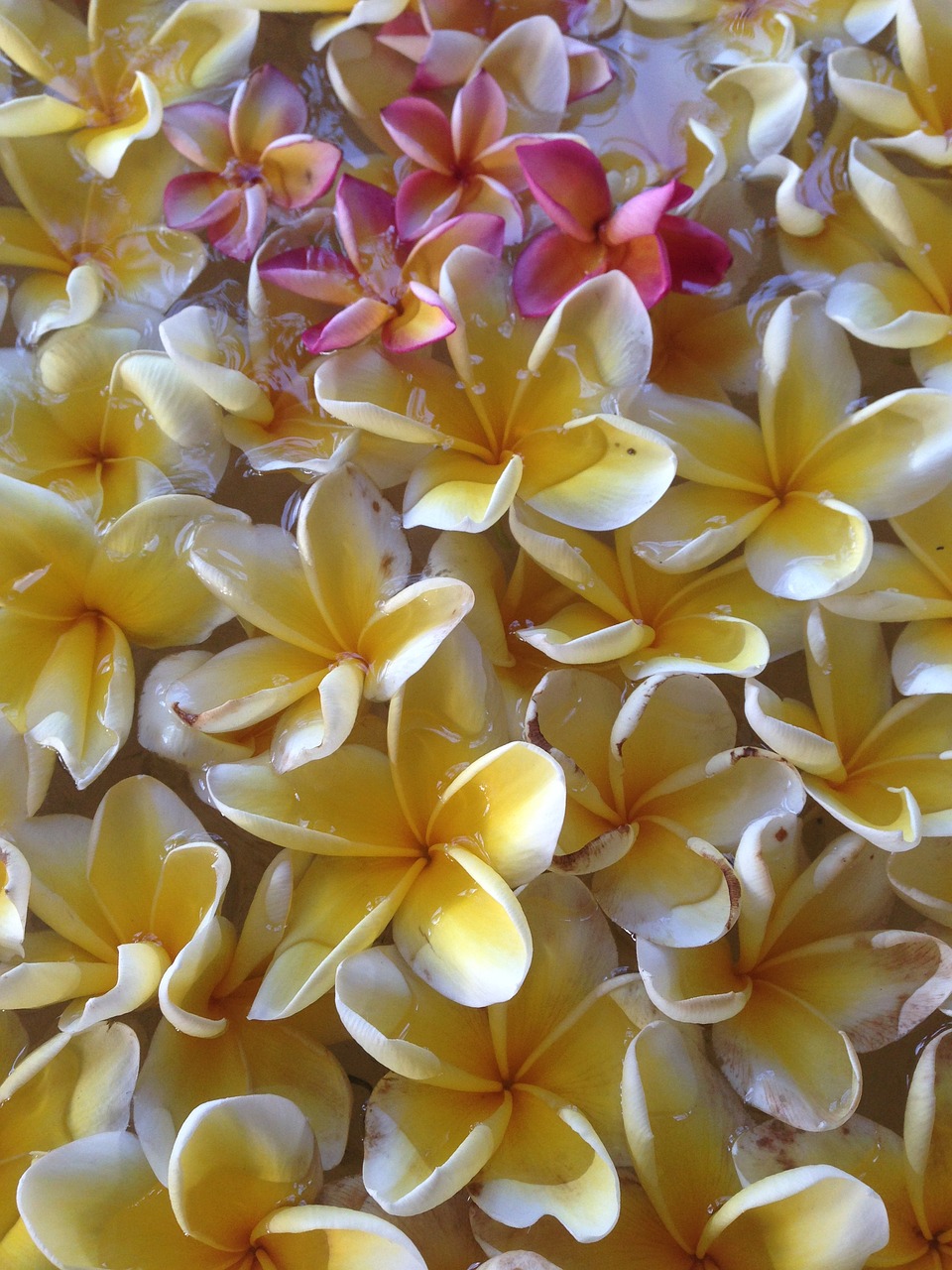 este frangipani gorgeous free photo