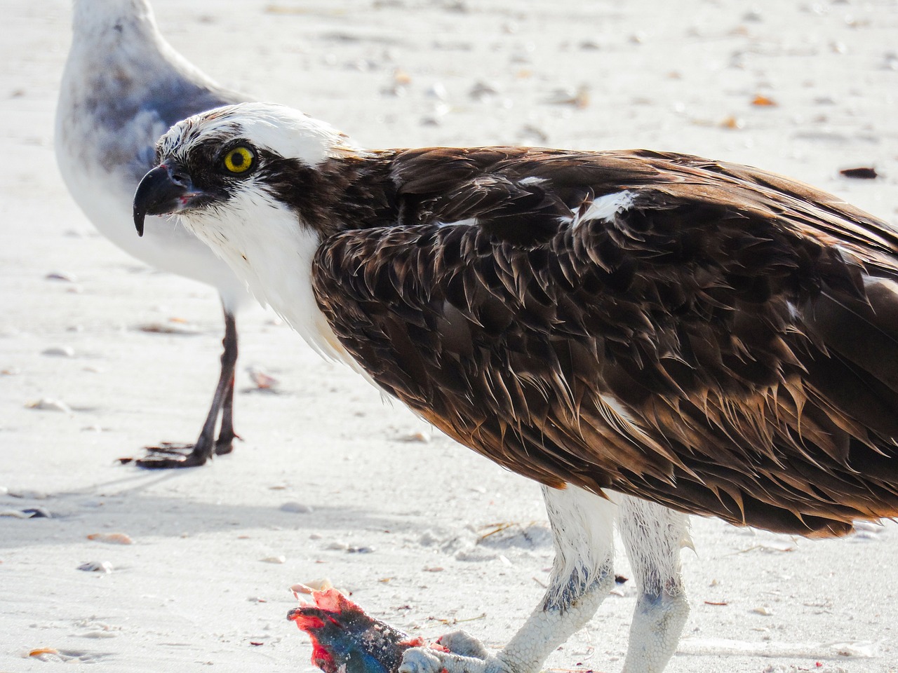 estero island osprey nest free photo