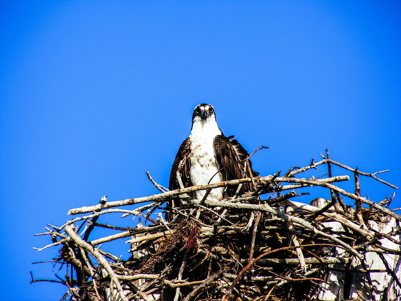estero island osprey nest free photo