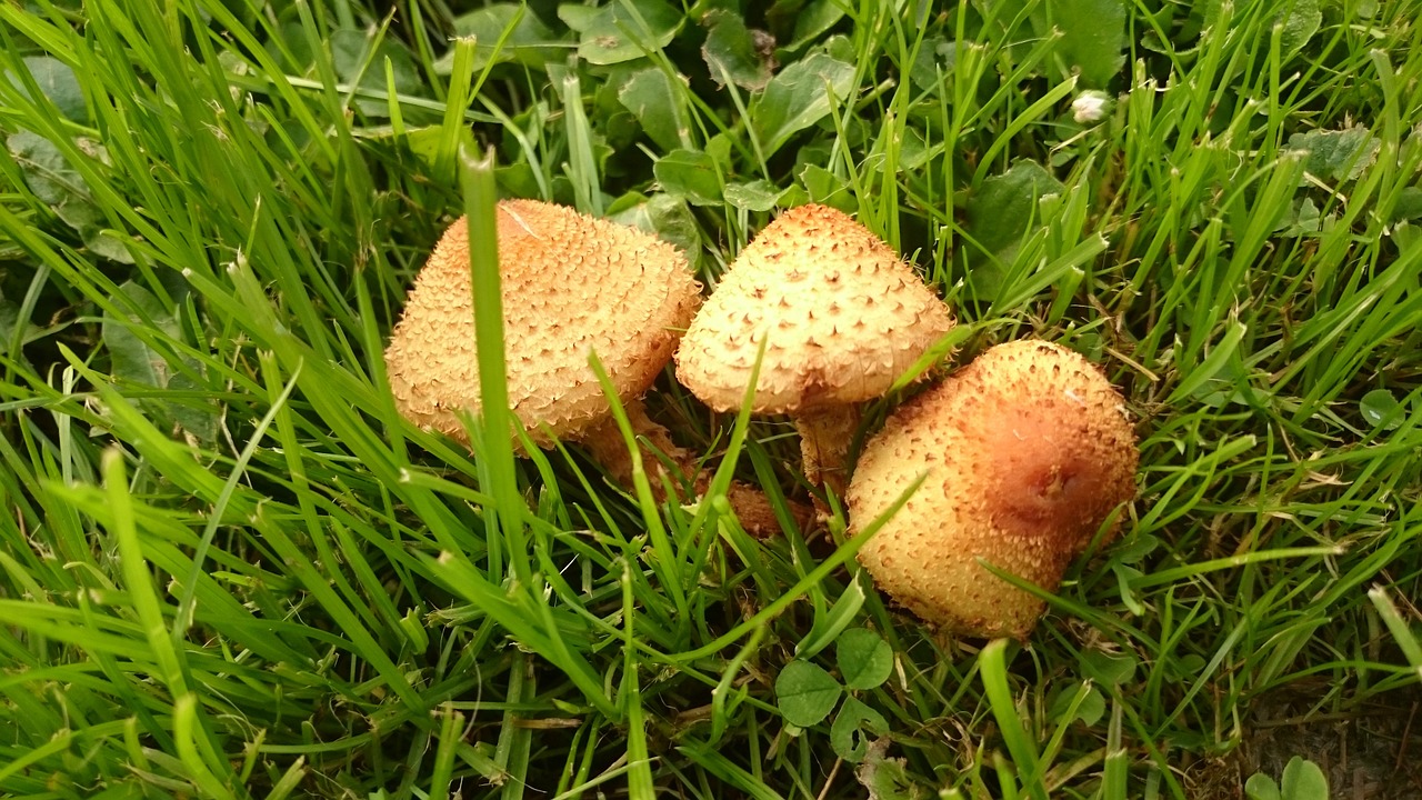 estonia fungus mushroom free photo
