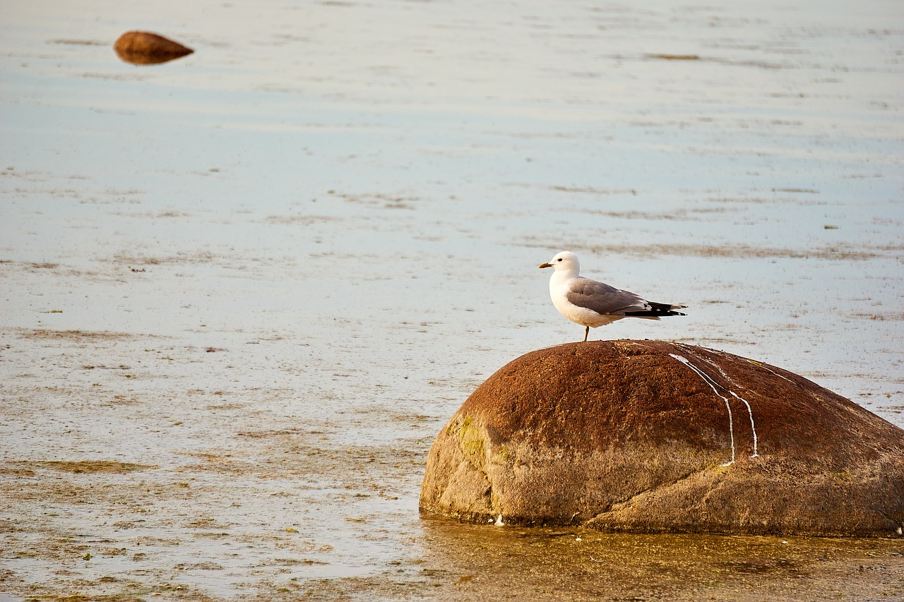 estonia baltic sea seagull free photo