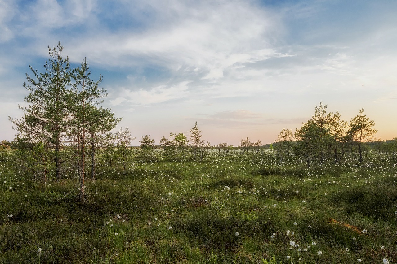 estonia landscape scenic free photo