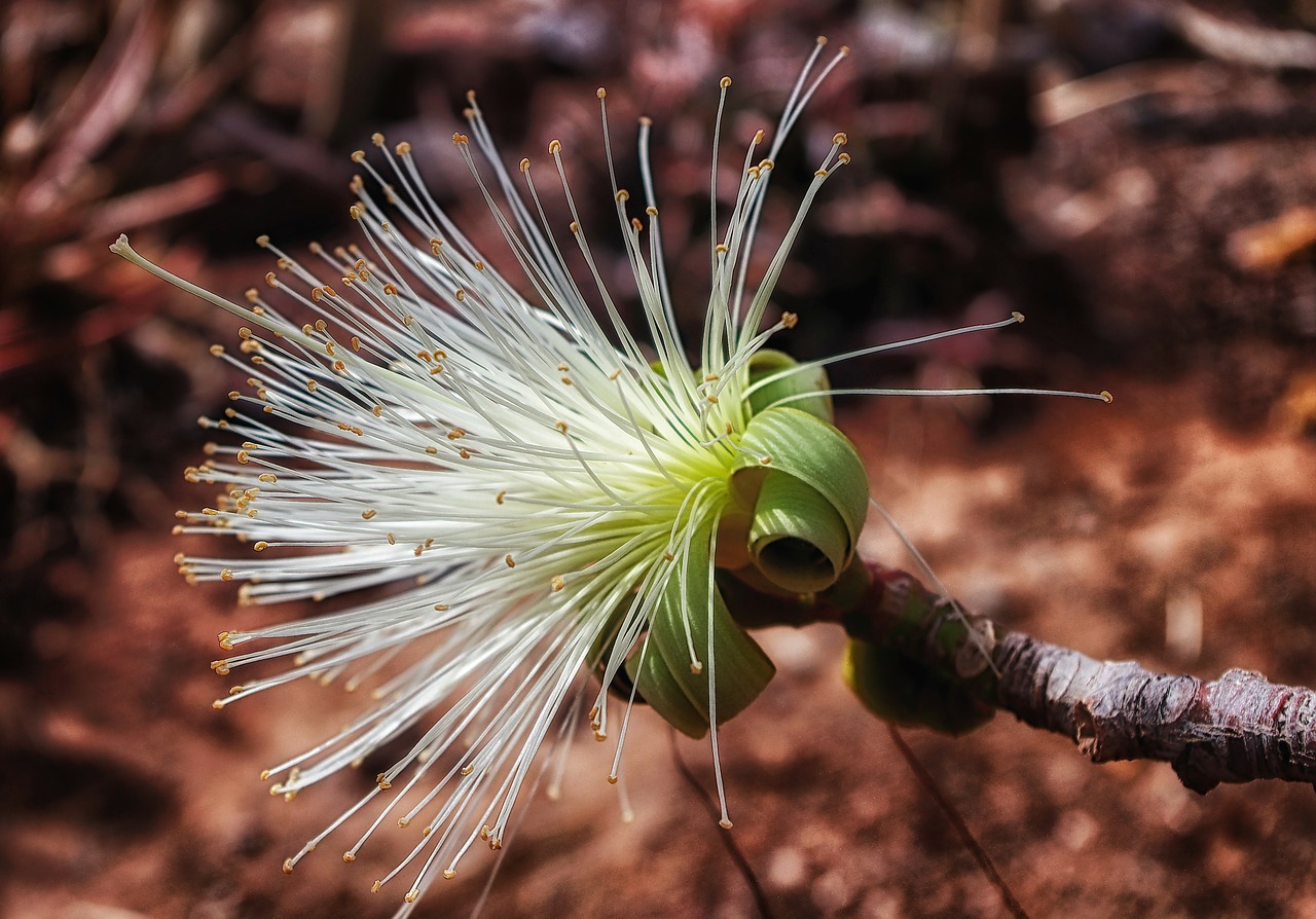 estranges pistils plant bloom free photo