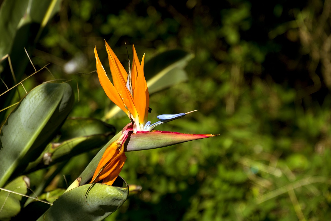 estrelícia ornamental flower garden free photo